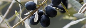 Existe-t-il une huile uniquement faite avec des olives noires ?